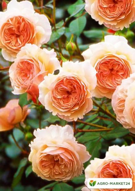 Роза английская персиковая "Э шропшир" (саженец класса АА+) высший сорт