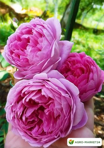 Роза английская розовая "Алан Тичмарш" (саженец класса АА+) высший сорт
